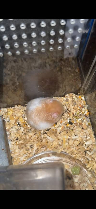 HOME BASED HAMSTERS AVAILABLE FOR SALE