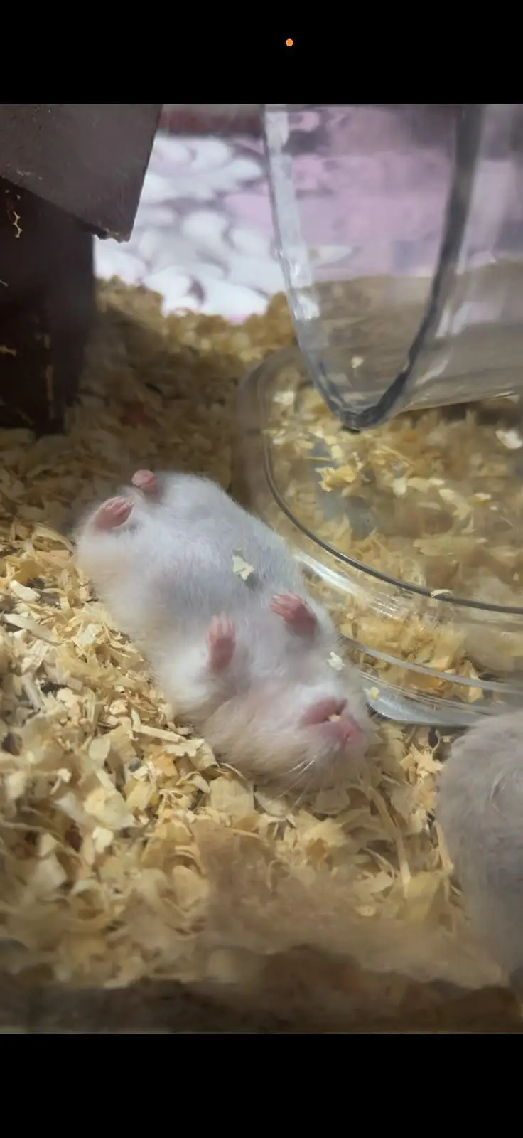 HOME BASED HAMSTERS AVAILABLE FOR SALE — photo 2