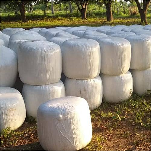 corn Silage 1