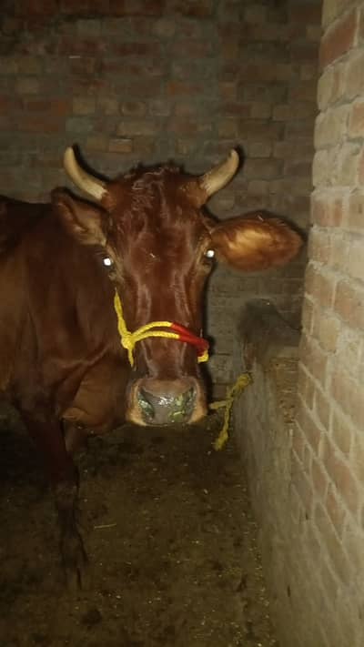 jersey Fresian cow| Milking cow | گائے  | Gaban cow | Milk Record 5.6k