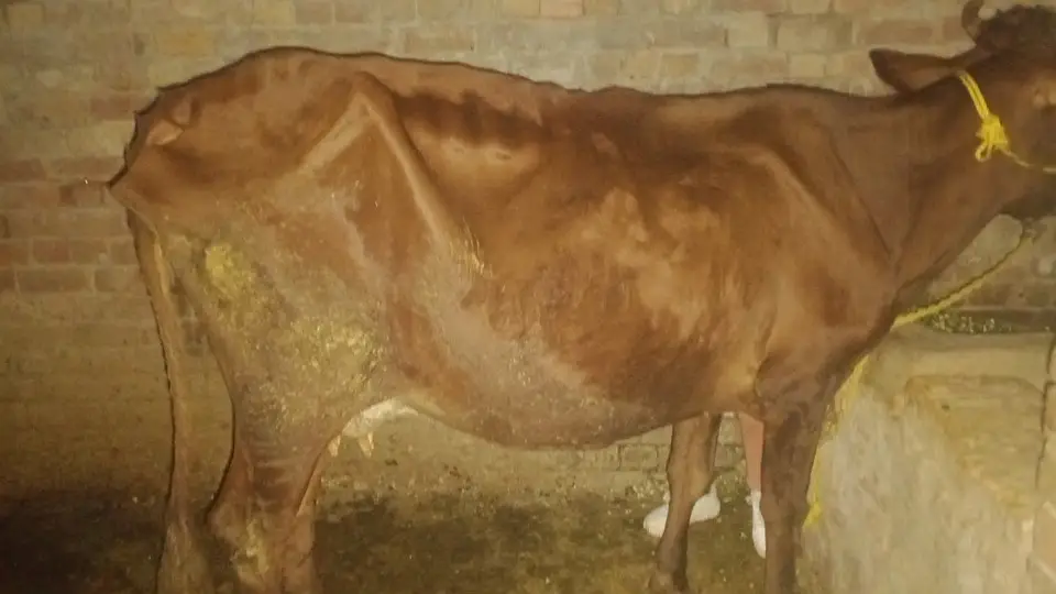 jersey Fresian cow| Milking cow | گائے  | Gaban cow | Milk Record 5.6k — photo 2