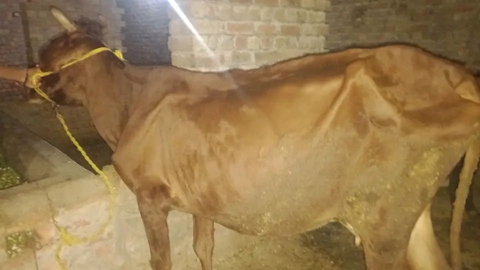 jersey Fresian cow| Milking cow | گائے  | Gaban cow | Milk Record 5.6k — photo 3