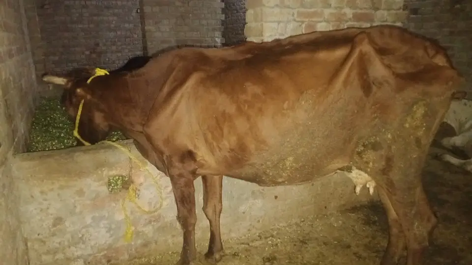 jersey Fresian cow| Milking cow | گائے  | Gaban cow | Milk Record 5.6k — photo 4