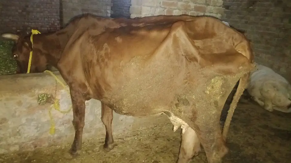 jersey Fresian cow| Milking cow | گائے  | Gaban cow | Milk Record 5.6k — photo 6
