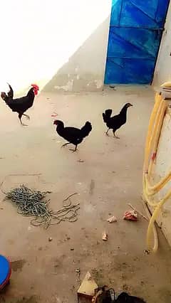 Astrlop eggs laying hens