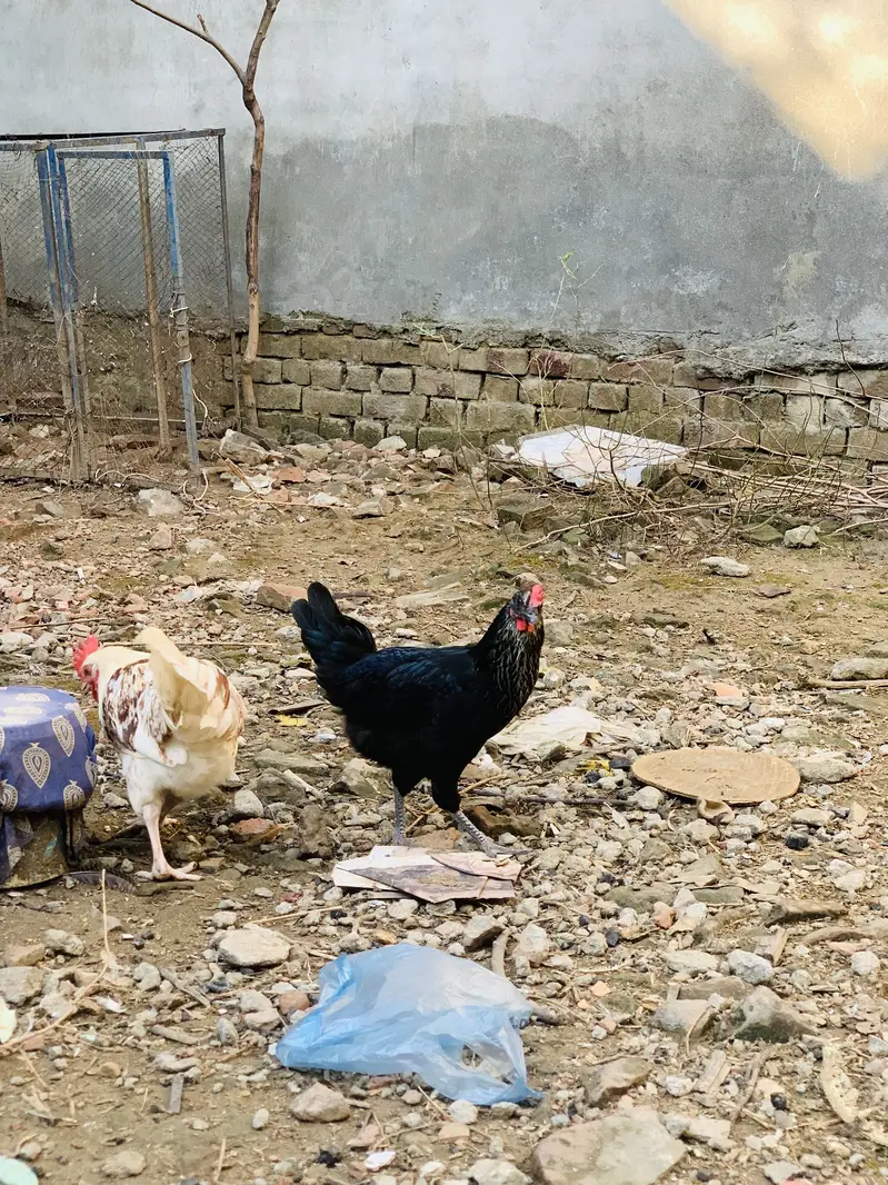 Desi Starter Egg laying murgiya murgay — photo 2