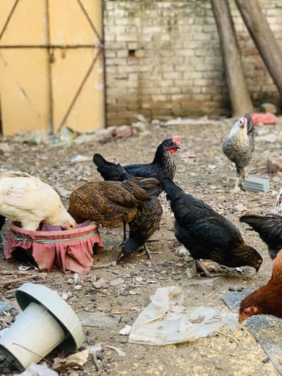 Desi Starter Egg laying murgiya murgay