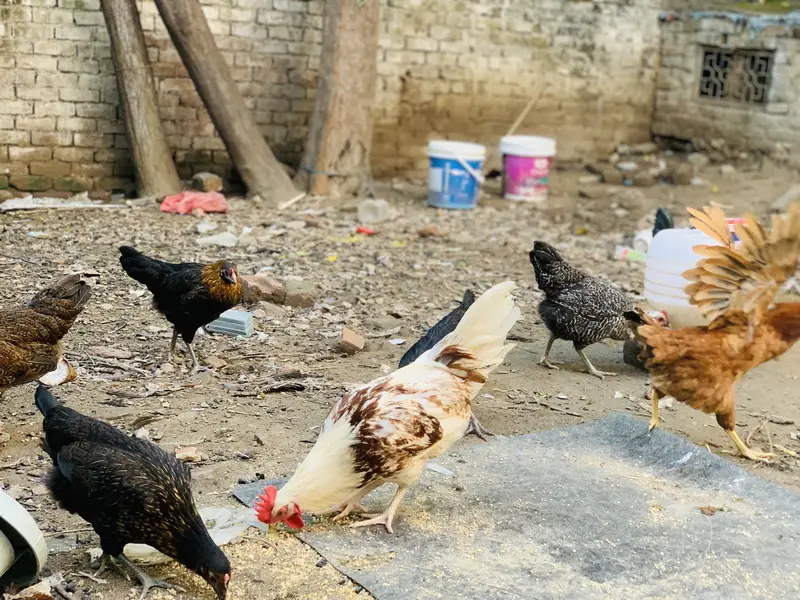 Desi Starter Egg laying murgiya murgay — photo 3