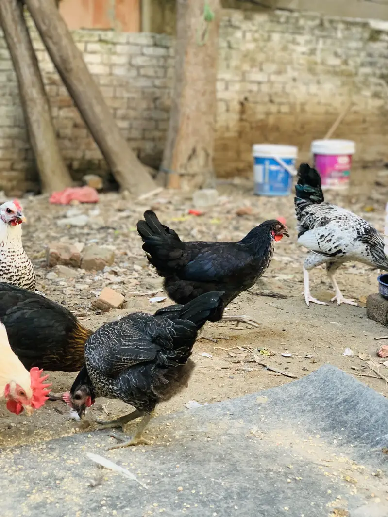 Desi Starter Egg laying murgiya murgay — photo 4