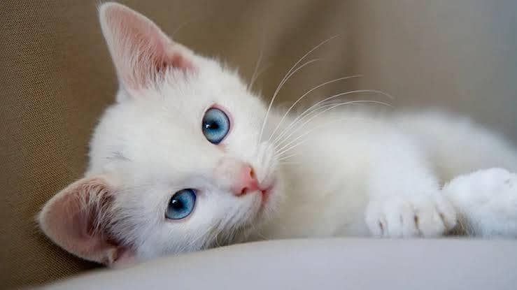 russian kitten 0