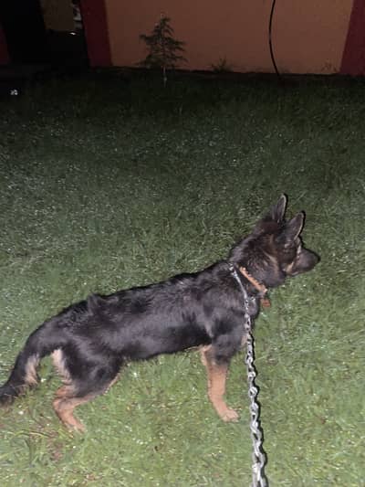 8 months half black and half brown color German Shepard