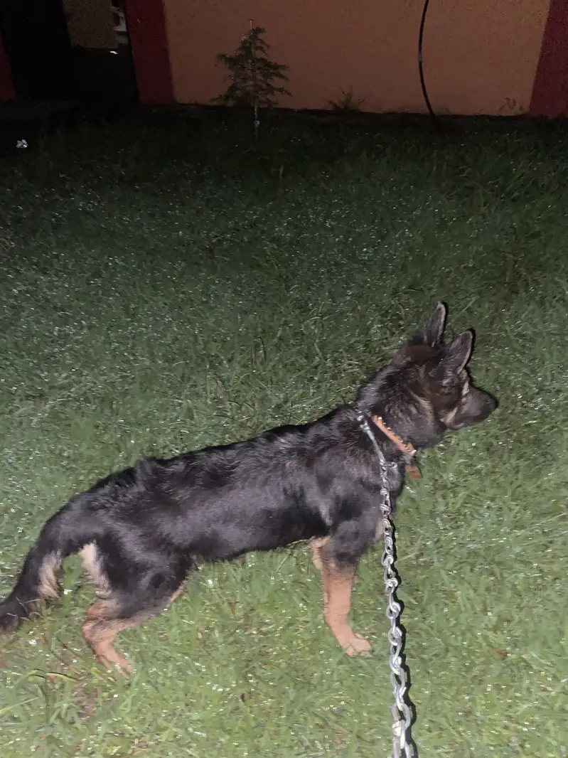 8 months half black and half brown color German Shepard — photo 11