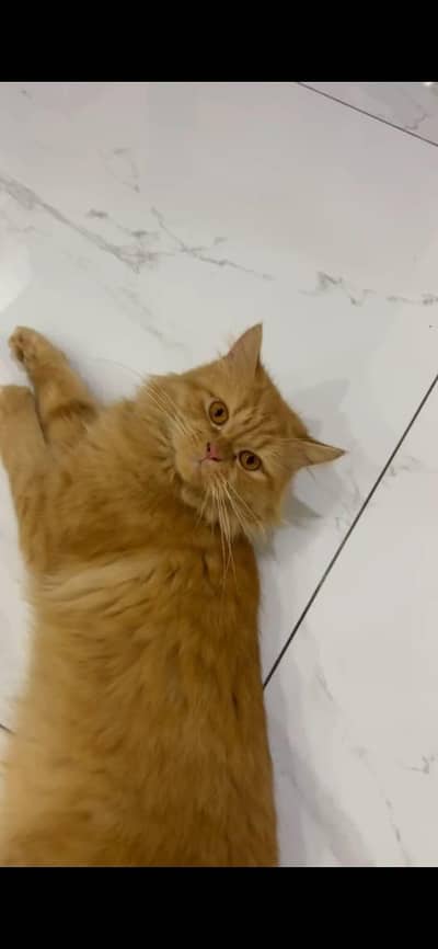 Beautiful Golden Ginger Spayed cat for Sale