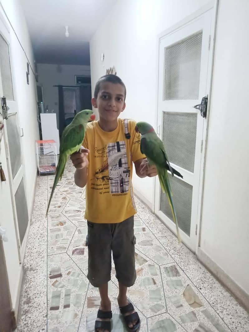 Green Raw Parrots 0