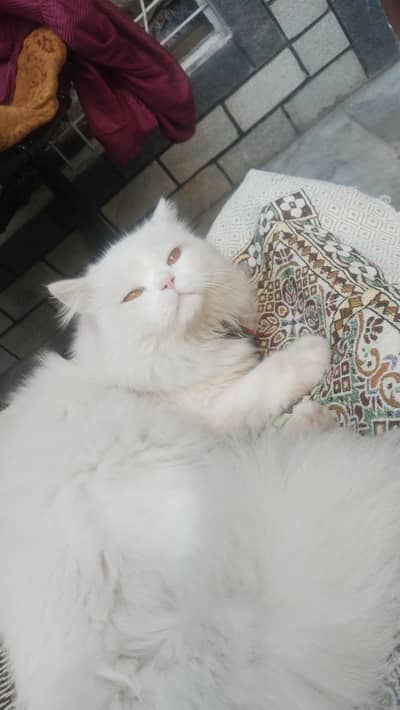 persion cat for sale