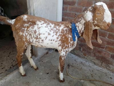 Chena Bacha Male Barka/Goat 5 Months Age