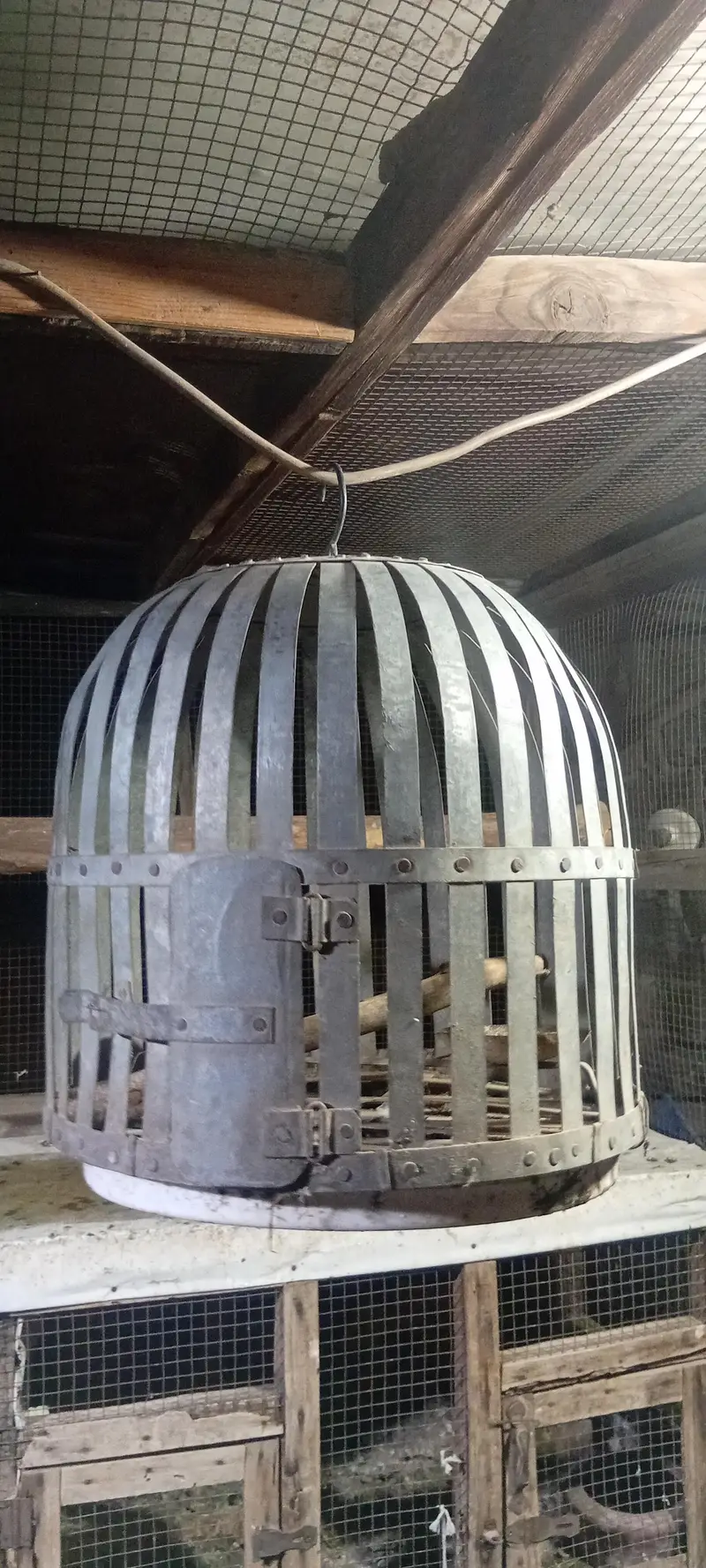 Vip chapka in pigeon and parrots cage full hard iron cage — photo 11