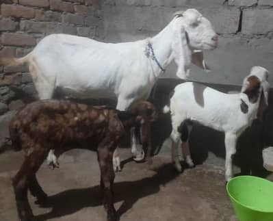 rajanpuree bakre for sale