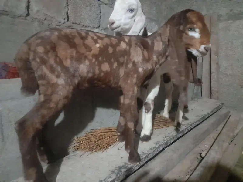 rajanpuree bakre for sale — photo 3