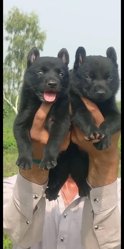 Black German Shepherd double coat pair for sale