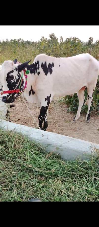 Pure fatehjangi bachra