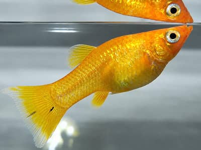 molly fish