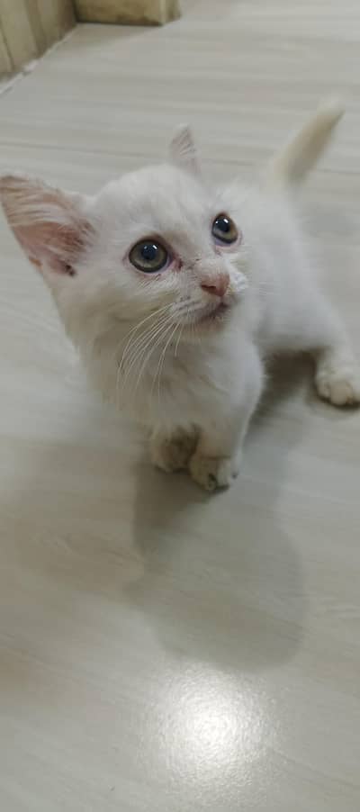 white Persian cat with grey eye