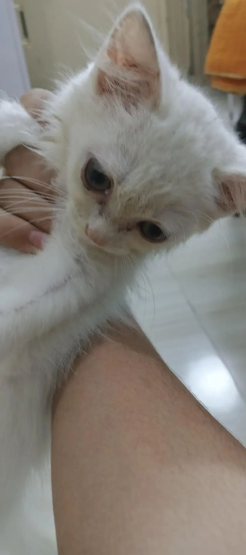 white Persian cat with grey eye — photo 2
