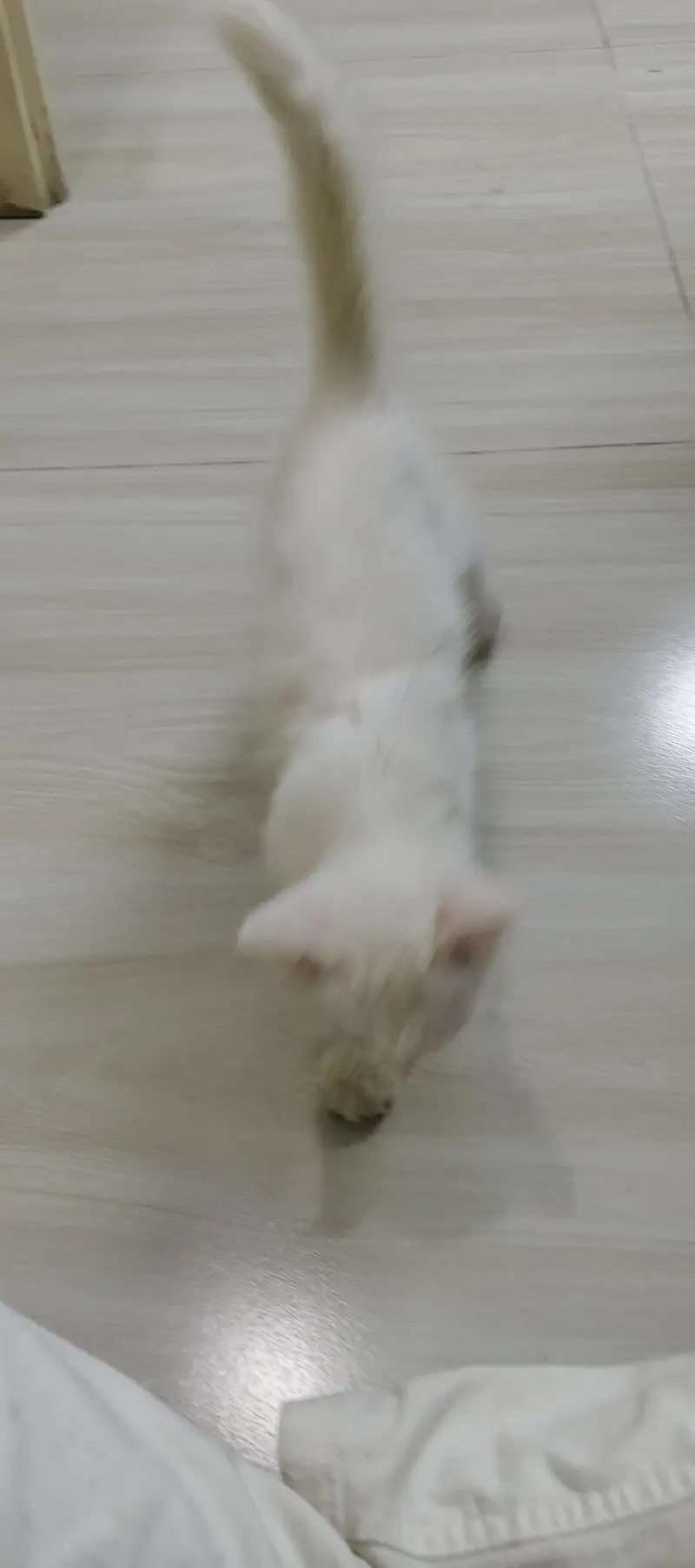 white Persian cat with grey eye — photo 3