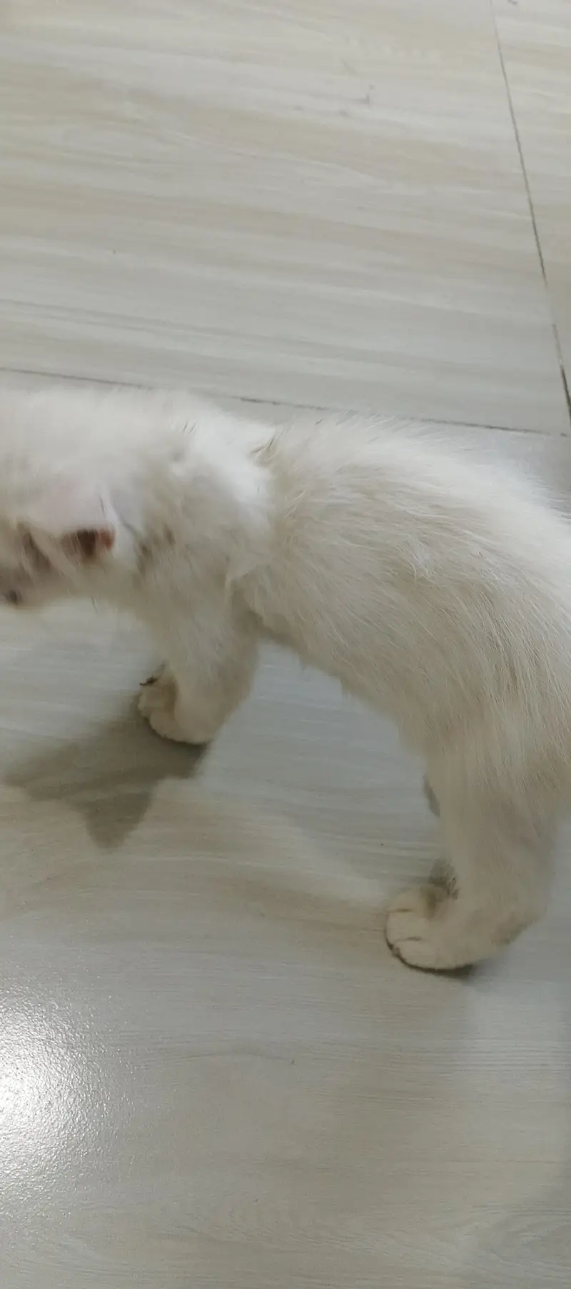 white Persian cat with grey eye — photo 4