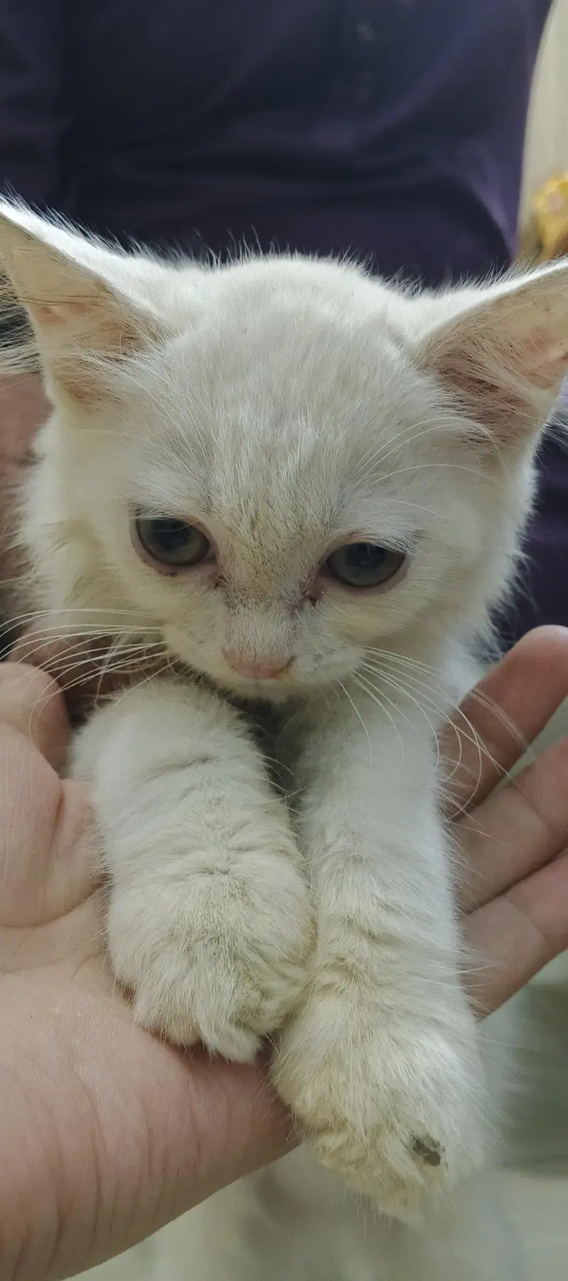 white Persian cat with grey eye — photo 5