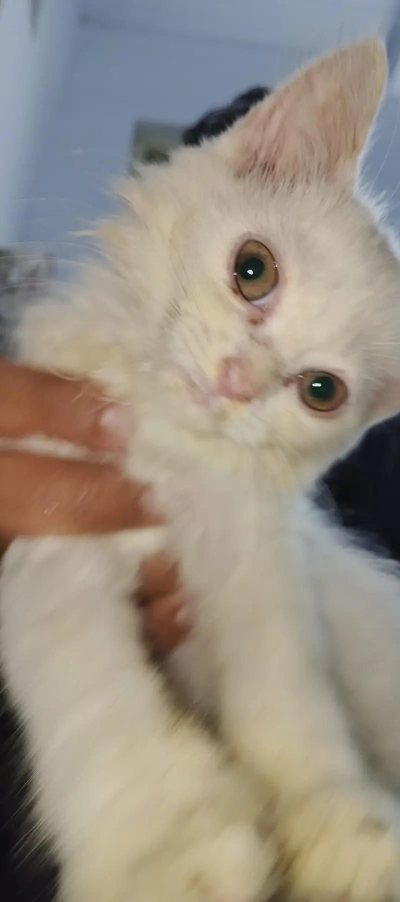 white Persian cat with grey eye — photo 6