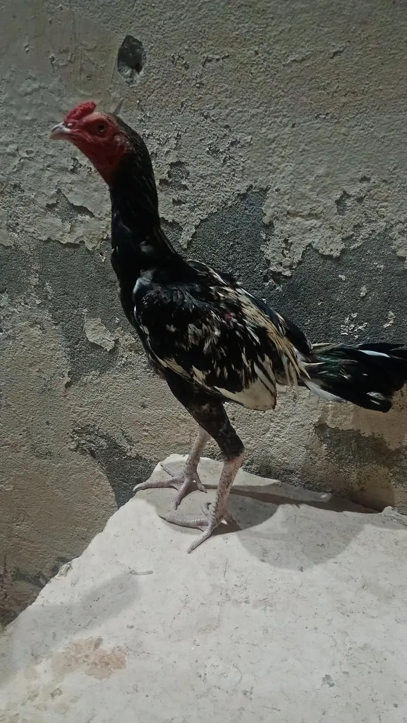 ahmad — photo 2