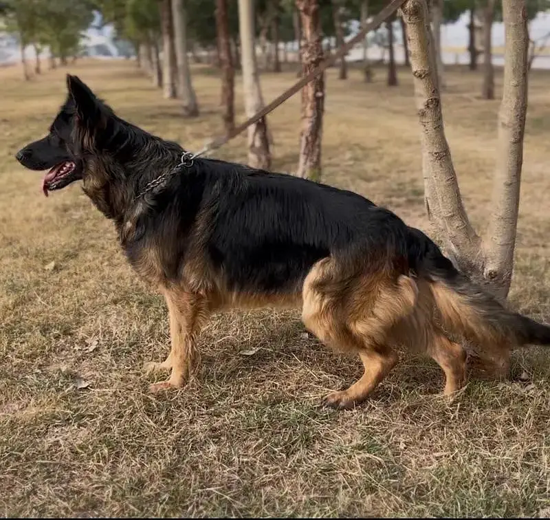 Black Mask Healthy And Active German shepherd Male — photo 3