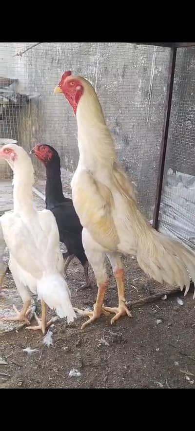 shamoo king size aseel for sale 1 male 3 female price 65k