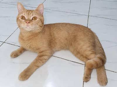 Persian Kitten to Adopt only 500