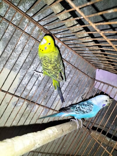 2 Budgies Females For Sale