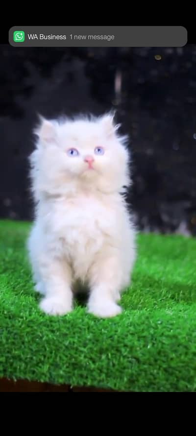Persian punch face kittens cat delivery all Pakistan available