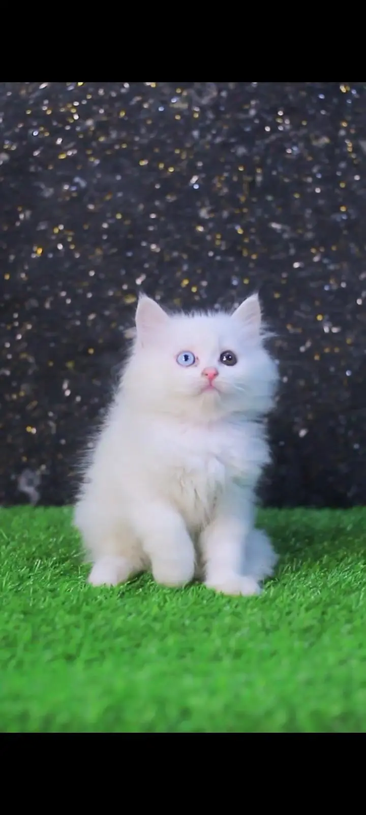 Persian punch face kittens cat delivery all Pakistan available — photo 2
