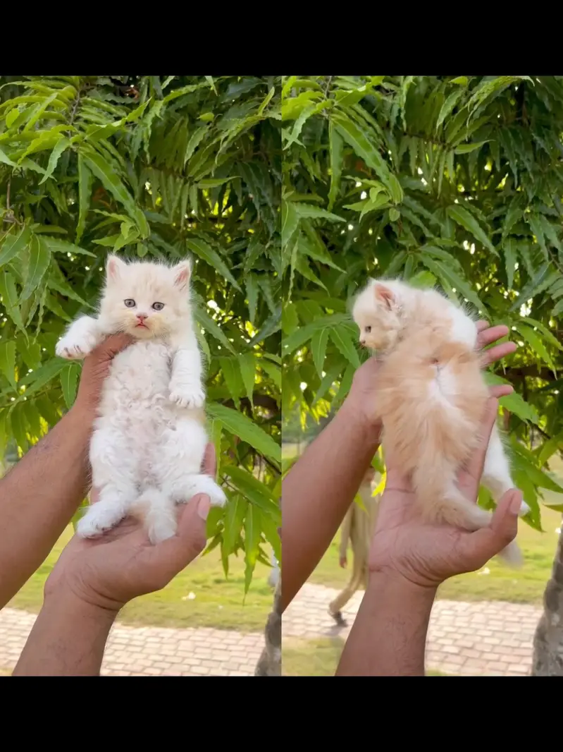 Persian punch face kittens cat delivery all Pakistan available — photo 3