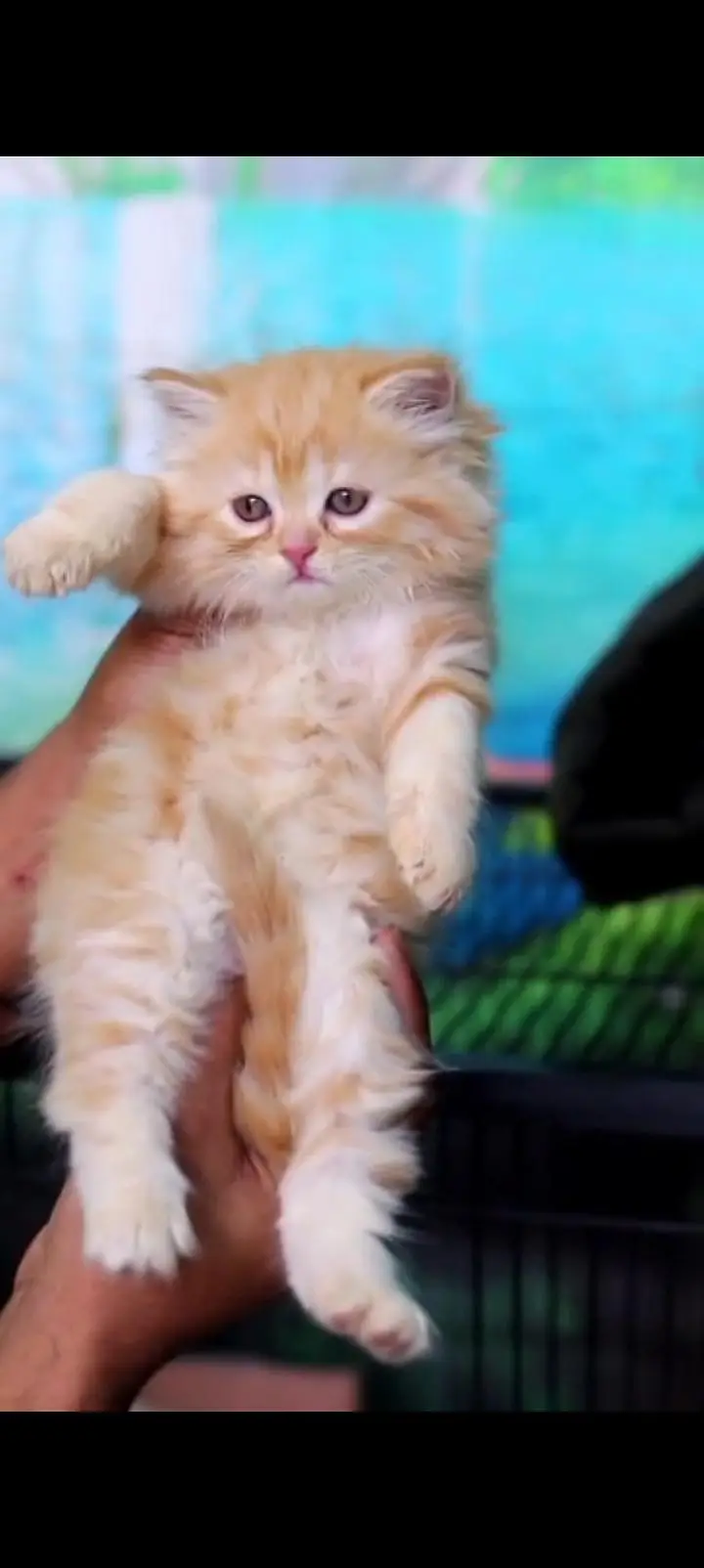 Persian punch face kittens cat delivery all Pakistan available — photo 4