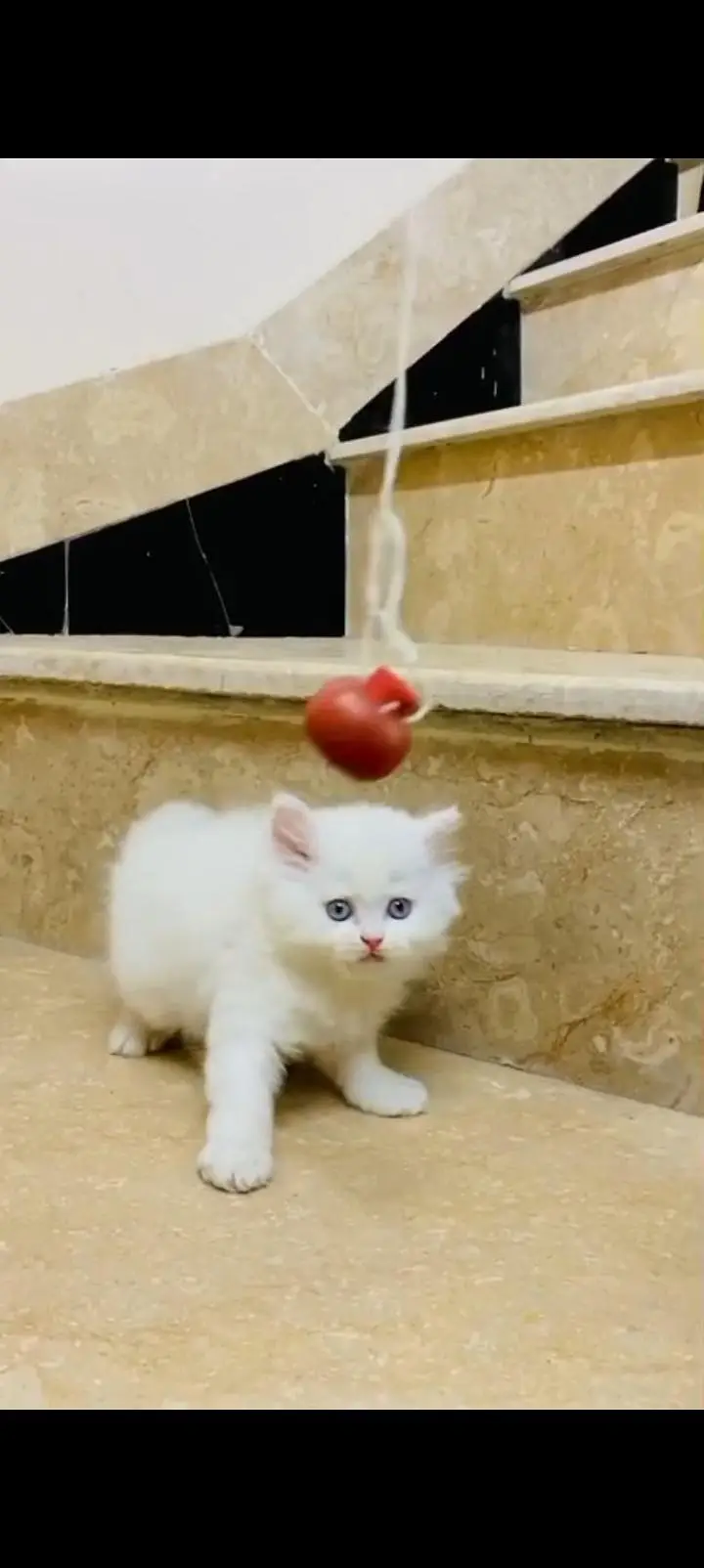 Persian punch face kittens cat delivery all Pakistan available — photo 5