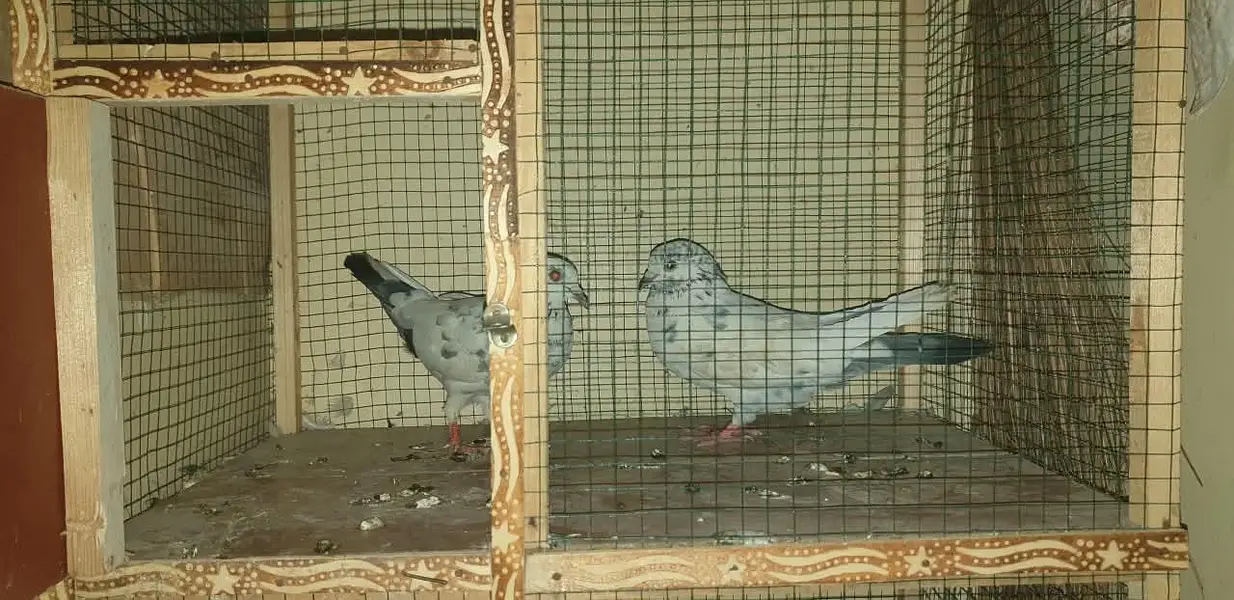 pati wale or sharizi ka pair ando ( eggs ) ke sath!!! — photo 2