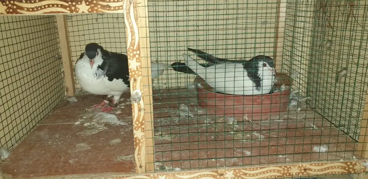 pati wale or sharizi ka pair ando ( eggs ) ke sath!!! — photo 5