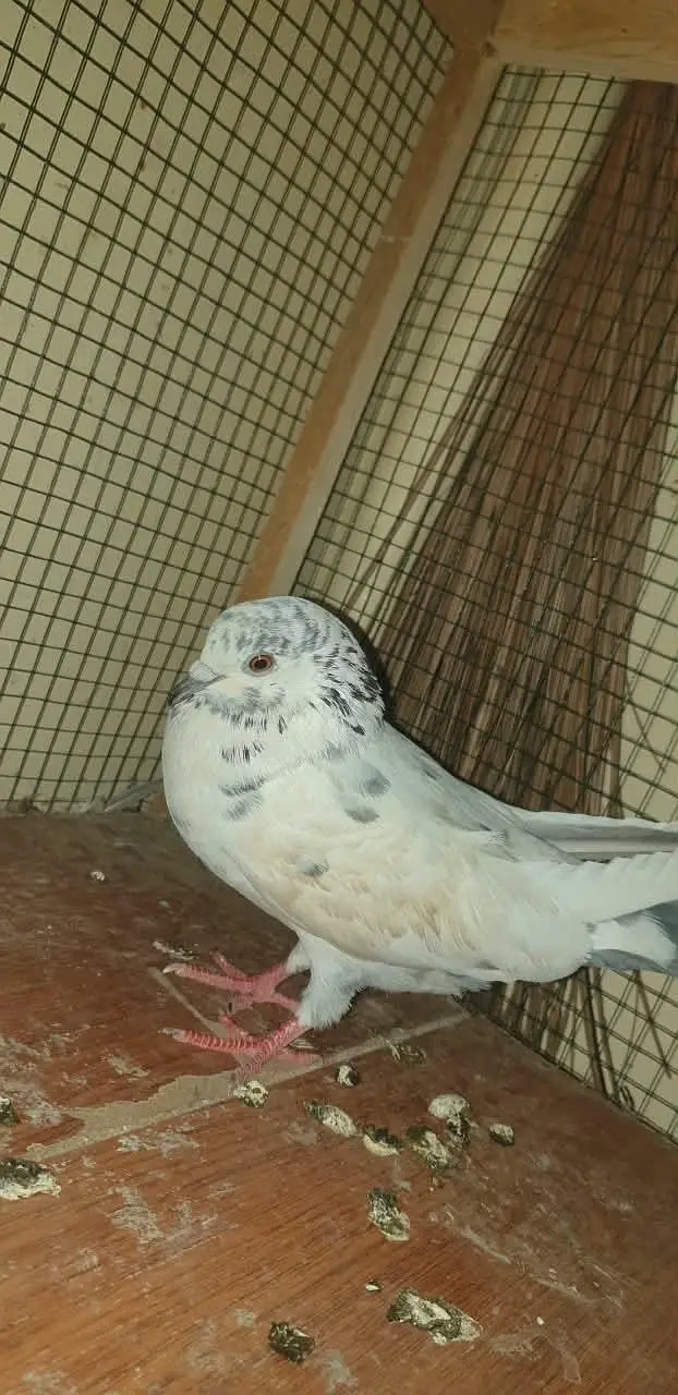 pati wale or sharizi ka pair ando ( eggs ) ke sath!!! — photo 6