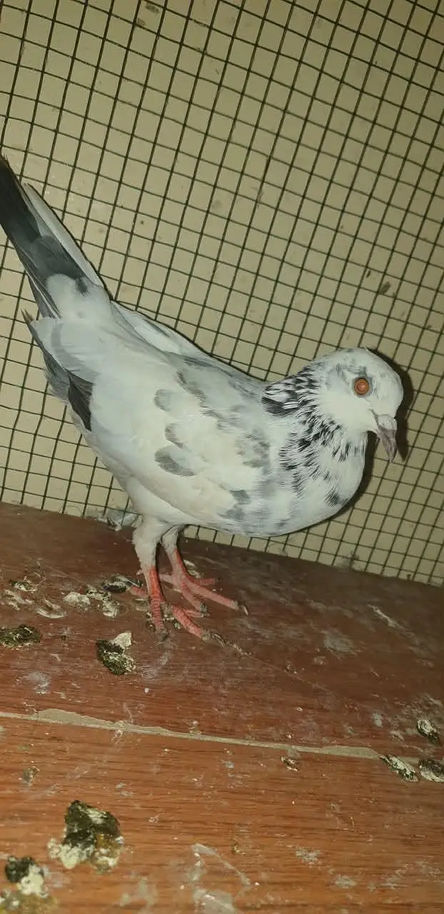 pati wale or sharizi ka pair ando ( eggs ) ke sath!!! — photo 7