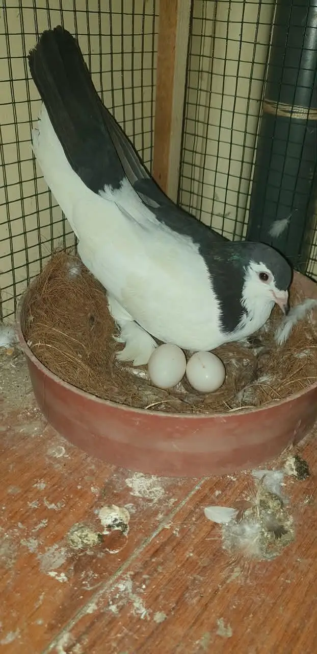 pati wale or sharizi ka pair ando ( eggs ) ke sath!!! — photo 8
