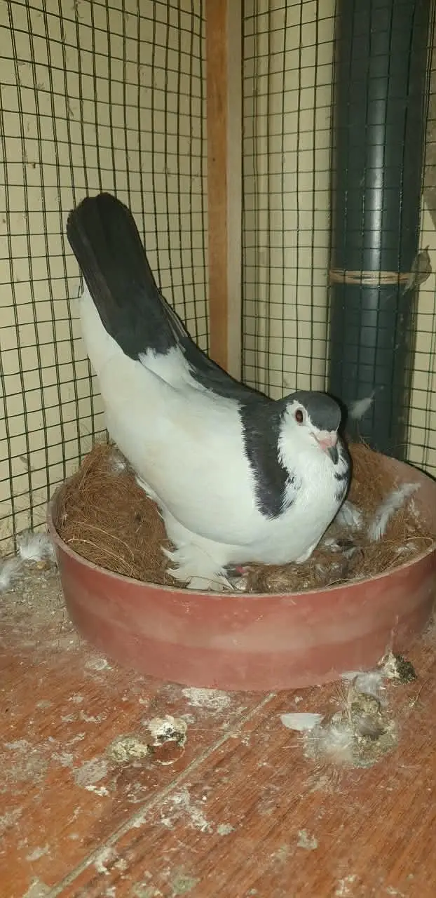 pati wale or sharizi ka pair ando ( eggs ) ke sath!!! — photo 9