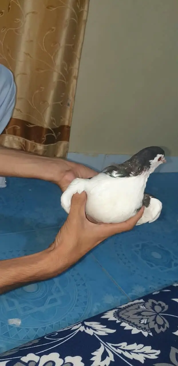 pati wale or sharizi ka pair ando ( eggs ) ke sath!!! — photo 10