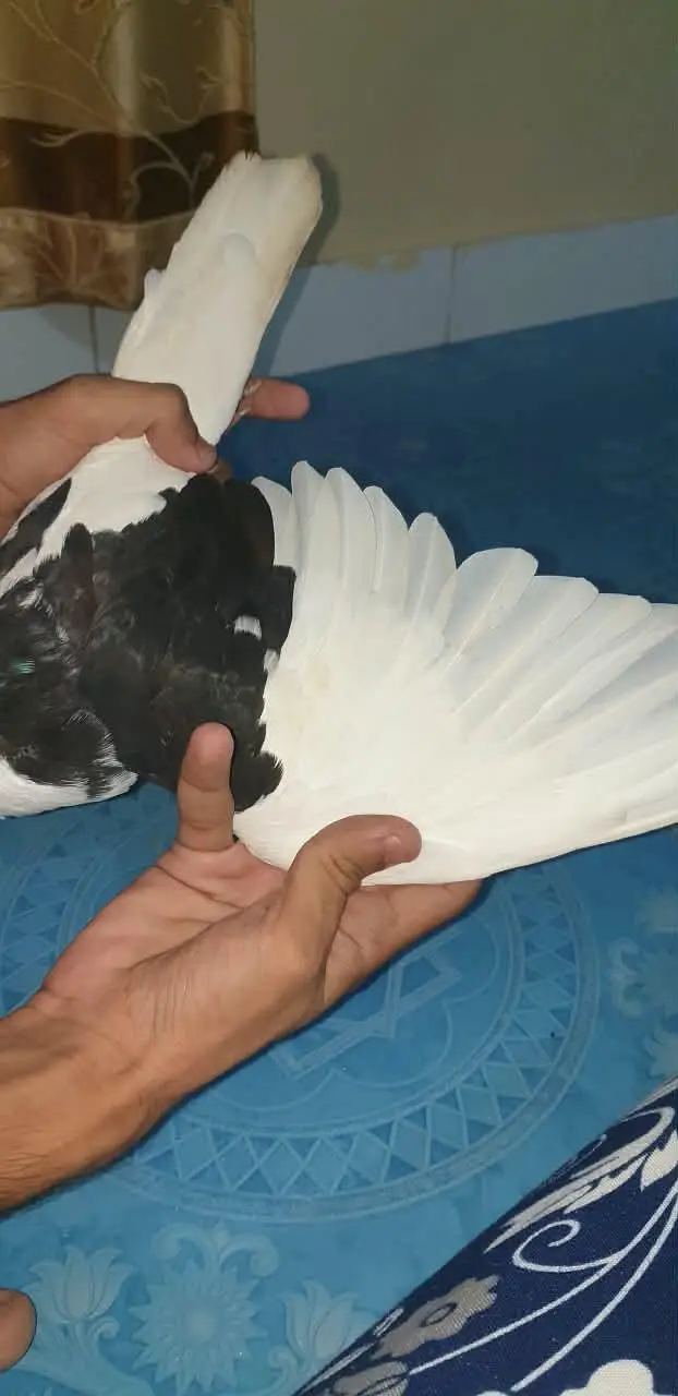 pati wale or sharizi ka pair ando ( eggs ) ke sath!!! — photo 11